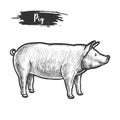 Vintage sketch of pig or pork animal.Piggy, piglet