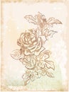 vintage sketch of rose Royalty Free Stock Photo