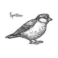 Vintage sketch of true or american sparrow