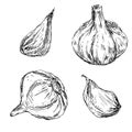 Vintage sketches of garlic and its cloves illustration