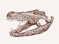 Graphical crocodile skull, sepia background, vector vintage illustration