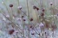 Vintage soft blue toned autumn field composition devils-bit scabious. Copy space. Nature background. Greeting card template