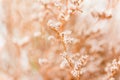 Vintage soft light tone and soft focus of abstract nature