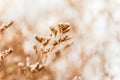 Vintage soft light tone and soft focus of abstract nature