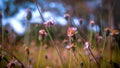 Vintage soft light tone and soft focus of abstract nature background with grass flower Royalty Free Stock Photo