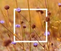 Vintage soft toned autumn field composition devils-bit scabious with white picture frame. Copy space. Nature background. Greeting