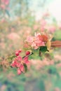 Vintage Spring flowers background