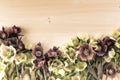 Vintage spring flowers background with lenten roses or hellebore flowers on wood