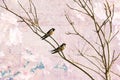 Vintage spring image with swallows and blossoming cherry tree.