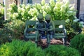 A vintage statue of two children among hydrangea flowers in the garden