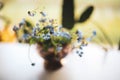 Vintage still life of forget-me-nots flowers. Gentle floral muted meadow flowers