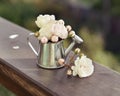 Vintage still life with roses and watering can