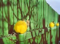 Vintage still life with yellow quince and wooden fence