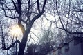 Vintage street lamp and bare trees at winter twilight