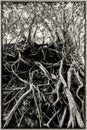 Vintage style Banyan tree roots Royalty Free Stock Photo