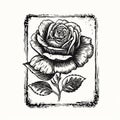 Vintage Rose Illustration In Linocut Print Style