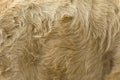 Vintage style brown cow fur background Royalty Free Stock Photo