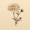 Macabre Illustration Of A Chrysanthemum Flower On Beige Background