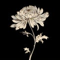Vintage Style Chrysanthemum Flower Vector Image On Black Background
