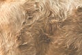 Vintage style close up light brown cow fur Royalty Free Stock Photo