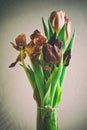 Vintage style faded bunch tulips flowers