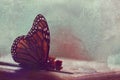 Vintage Still Life Nature Background With Monarch Butterfly And Dried Flowers