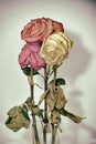 Vintage style faded three rose flowers Royalty Free Stock Photo