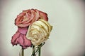 Vintage style faded three rose flowers Royalty Free Stock Photo