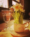 Narcis flower and glass of wather