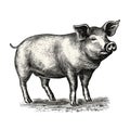 Hand-drawn Hog Engraving Art In Golden Age Illustration Style
