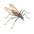 Vintage-style Illustration Of Mosquito With Large Legs