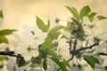 Vintage style image of blooming cherry tree Royalty Free Stock Photo