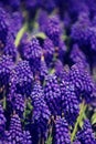 Vintage style image of Bluebells (Grape Hyacinth), selective focus.