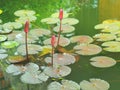Vintage style image of budding pink lotus in a pond Royalty Free Stock Photo