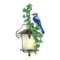 Vintage style lamp with ivy vine and blue jay bird decoration. Watercolor painted illustration. Hand drawn old lantern Royalty Free Stock Photo