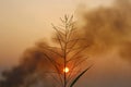 Vintage style of nature landscape grass field. silhouette in summer sunset Royalty Free Stock Photo