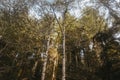 Vintage style photo of a dense coniferous forest. The rays of the morning sun break through the branches of yellow-green trees in