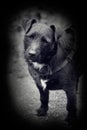 Vintage style photo of patterdale terrier Royalty Free Stock Photo