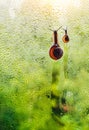 Vintage style photo of snail family walking in line on water