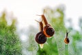 vintage style photo of snail family walking in line on water Royalty Free Stock Photo