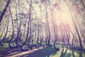 Vintage style picture of Crooked Forest, Gryfino in Poland Royalty Free Stock Photo