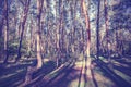 Vintage style picture of Crooked Forest, Poland Royalty Free Stock Photo