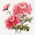 Vintage Style Pink Chrysanthemum Flowers Illustration