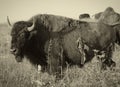 Vintage-style shot of an American Bison on the prairie full of grasses