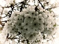 Vintage style soft sepia close up of bright white cherry blossom on a tree in full spring bloom