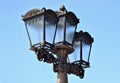 vintage style street light closeup. triple lantern. classic old cast iron metal body with frosted glass lens Royalty Free Stock Photo