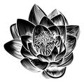 Vintage Style Water Lily Lotus Flower Royalty Free Stock Photo
