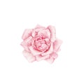 A vintage style watercolor drawing of tender rose on white. Can be used as a vingnette or border for a wedding