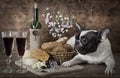 Vintage styled photo of French bulldog