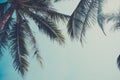 Vintage stylized palm tree over sky